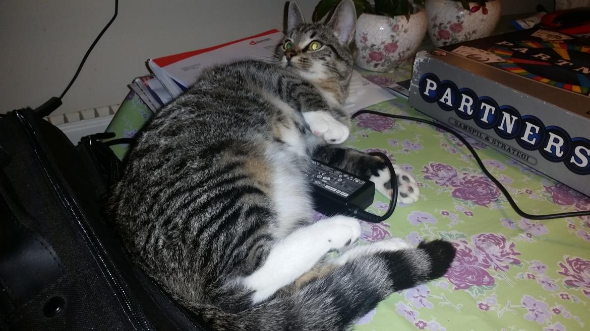 Huskat Felix billede 8