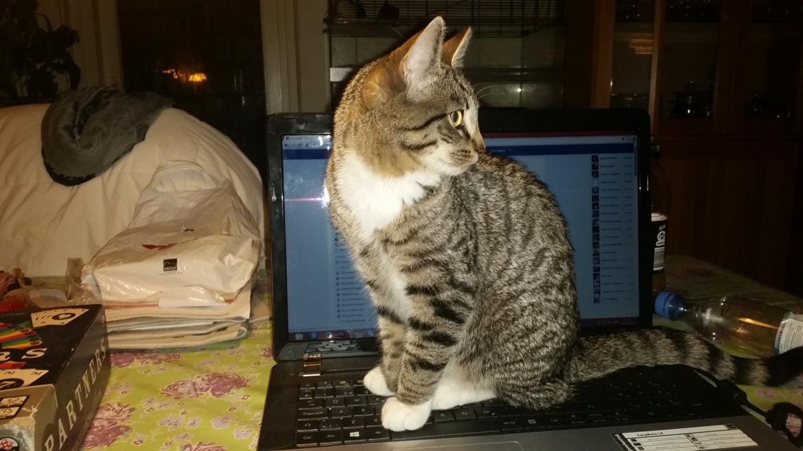 Huskat Felix billede 9