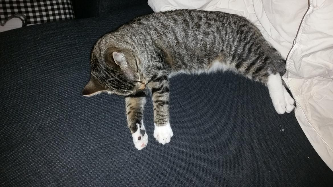 Huskat Felix billede 1