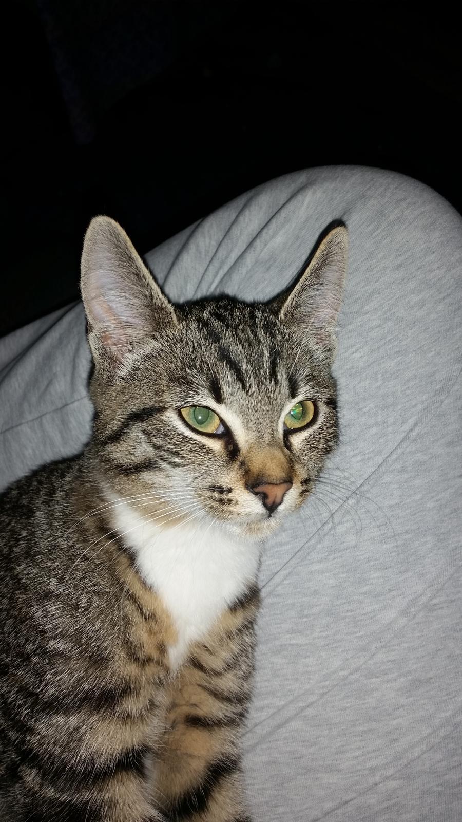 Huskat Felix billede 6