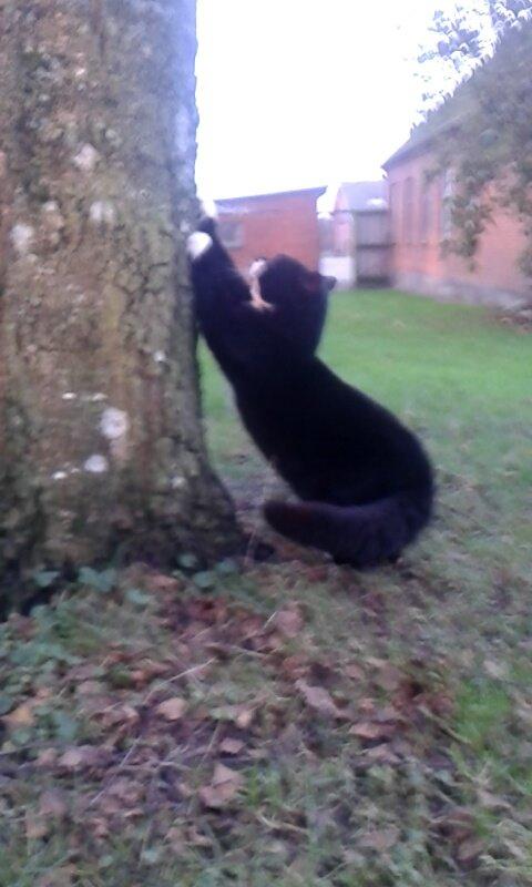 Huskat mulle (bamse) - Kan jeg mon vælte hele træet?? billede 10