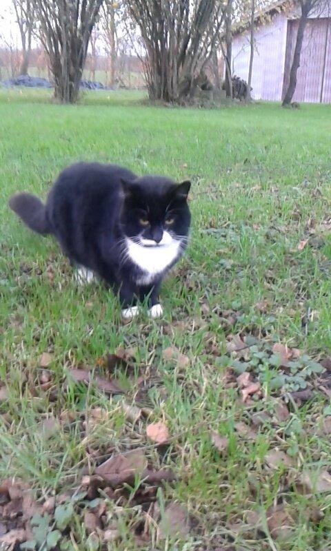 Huskat mulle (bamse) billede 11