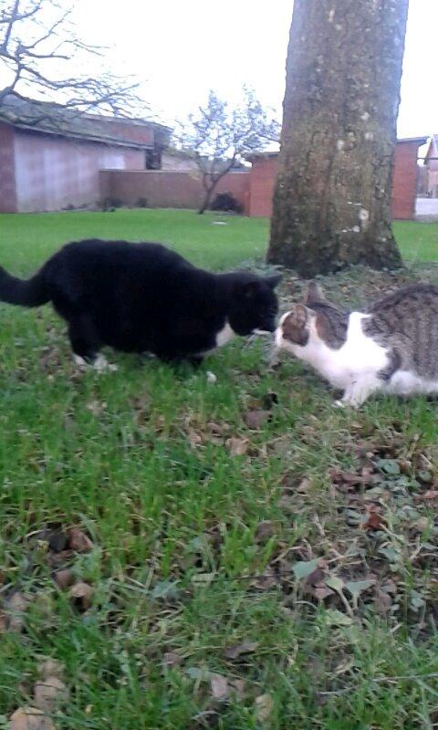 Huskat mulle (bamse) - Mulle og bølle kysser billede 12