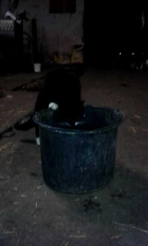 Huskat mulle (bamse) - Er blevet meget tørstig  billede 13