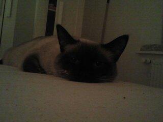 Siameser Nemesis billede 3