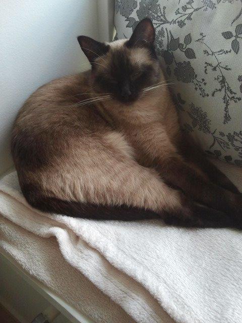 Siameser Nemesis billede 2