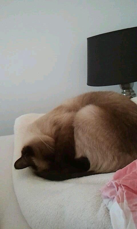 Siameser Nemesis billede 7