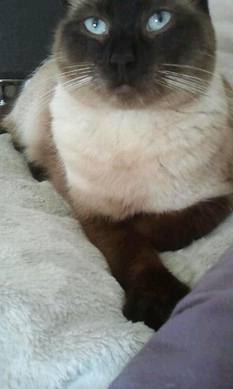 Siameser Nemesis billede 8