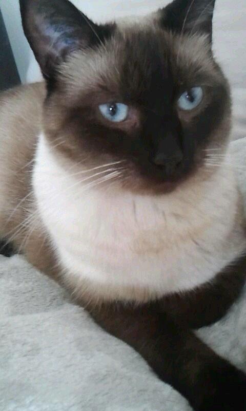 Siameser Nemesis billede 9