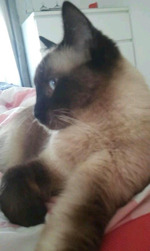 Siameser Nemesis billede 10