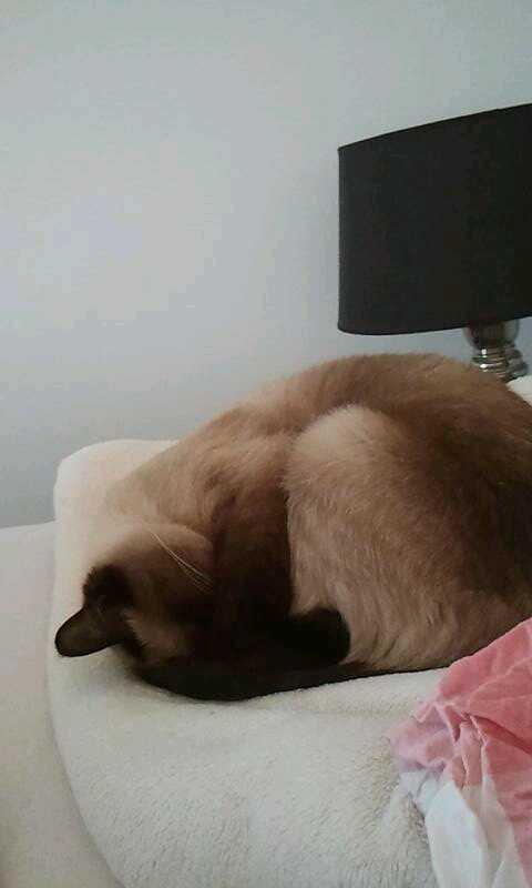 Siameser Nemesis billede 5