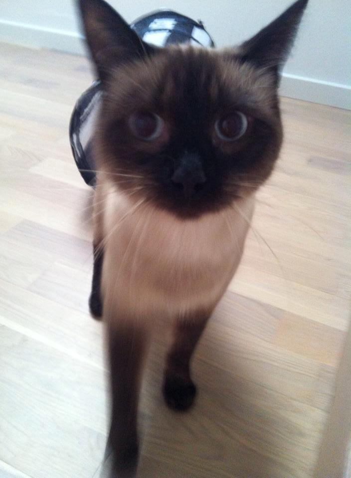 Siameser Nemesis billede 11