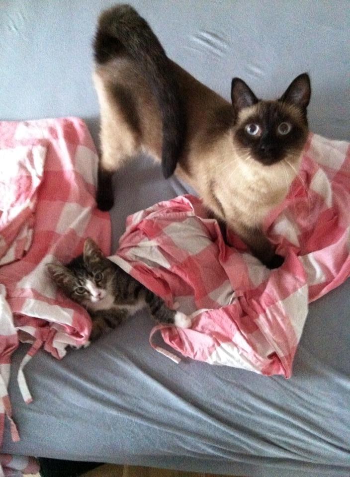 Siameser Nemesis billede 13