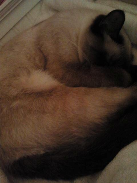 Siameser Nemesis billede 12