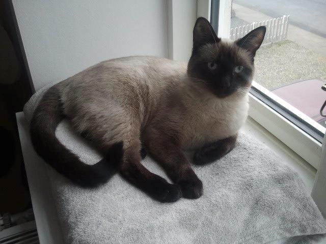 Siameser Nemesis billede 14