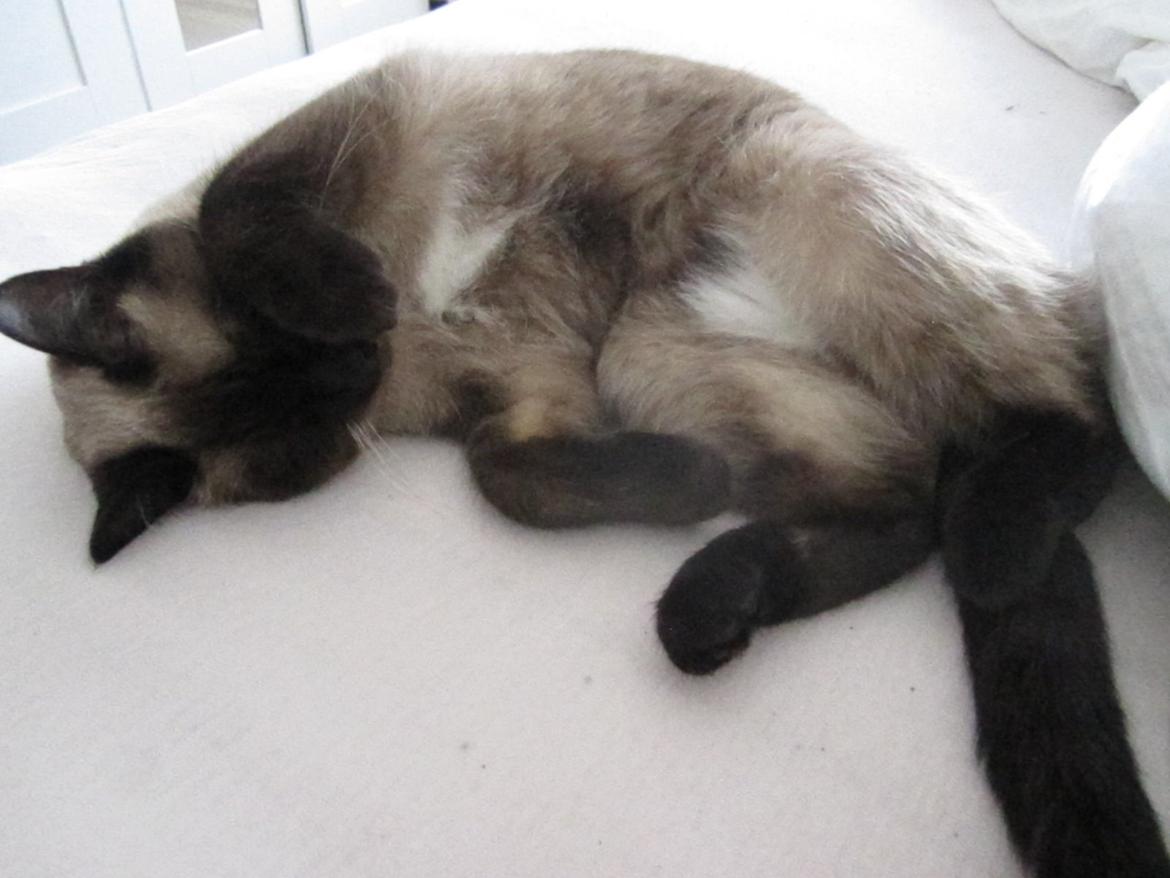 Siameser Nemesis billede 16