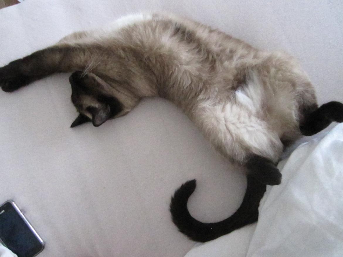 Siameser Nemesis billede 17