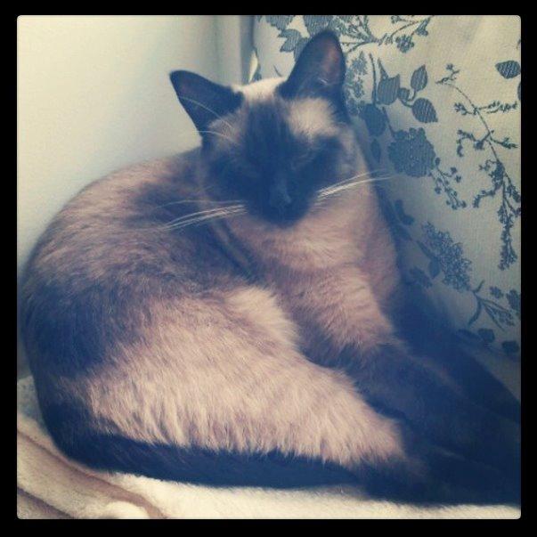 Siameser Nemesis billede 1