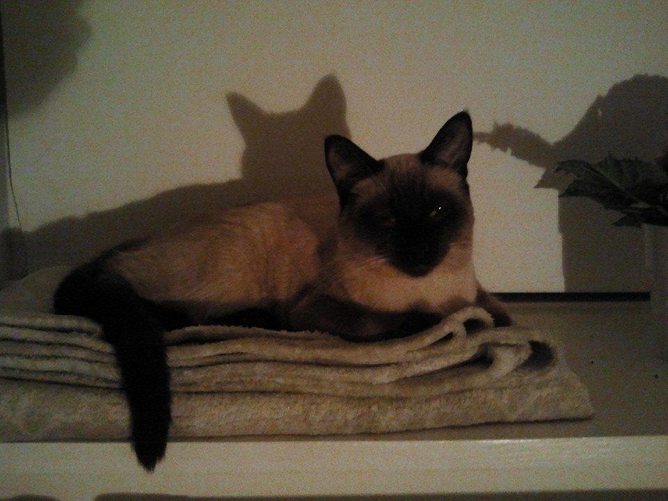 Siameser Nemesis billede 15