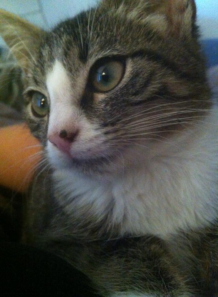 Huskat Leda billede 2