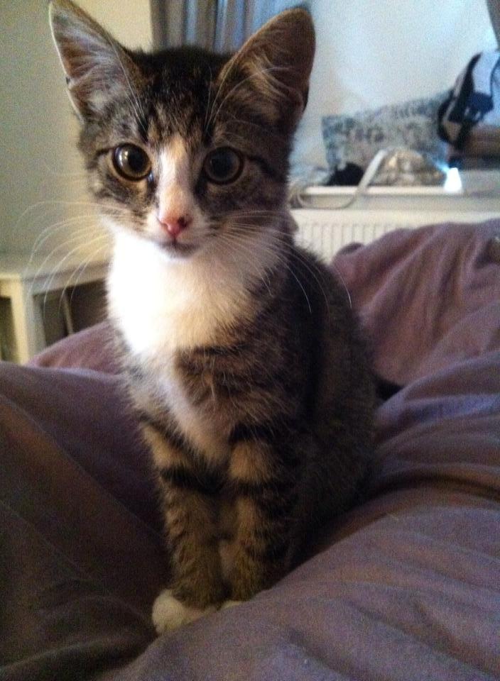 Huskat Leda billede 4