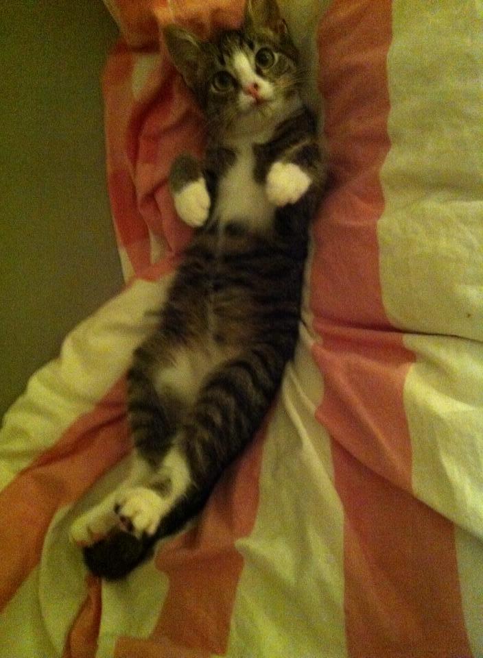 Huskat Leda billede 5