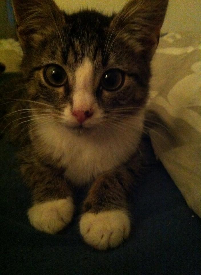 Huskat Leda billede 6