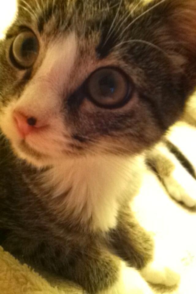 Huskat Leda billede 7