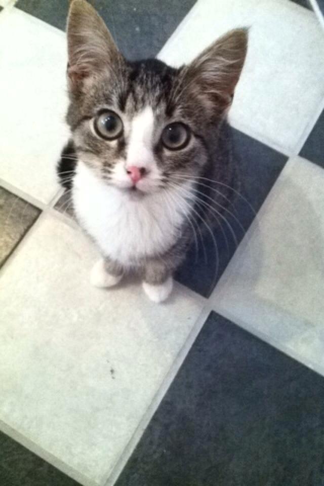 Huskat Leda billede 8