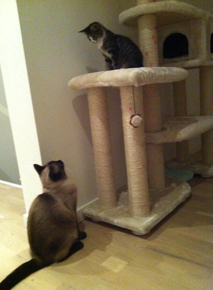 Huskat Leda billede 9