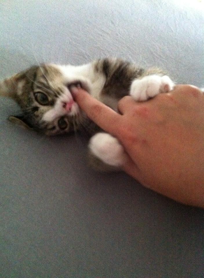 Huskat Leda billede 11