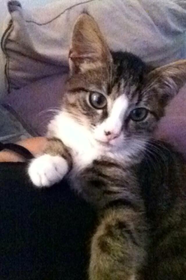 Huskat Leda billede 1