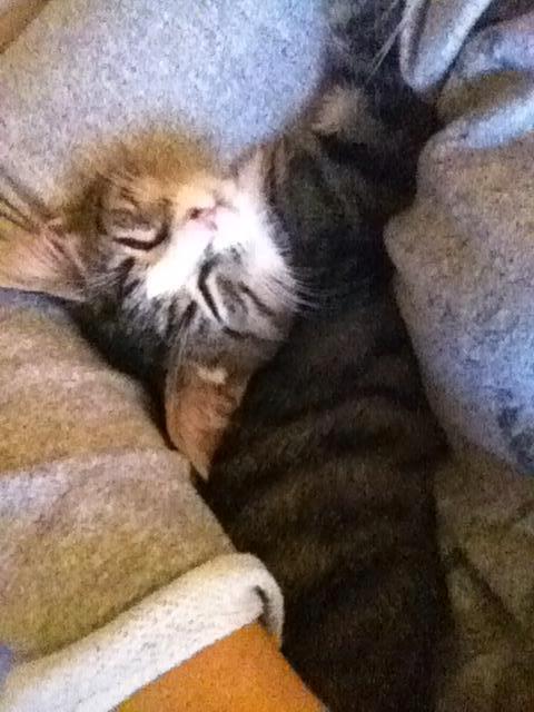 Huskat Leda billede 3