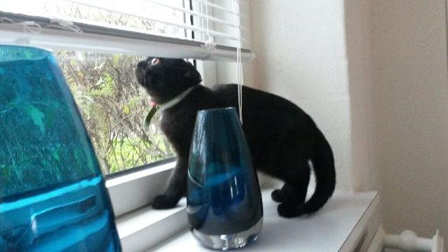 Huskat MY billede 10