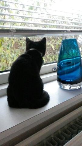 Huskat MY billede 11