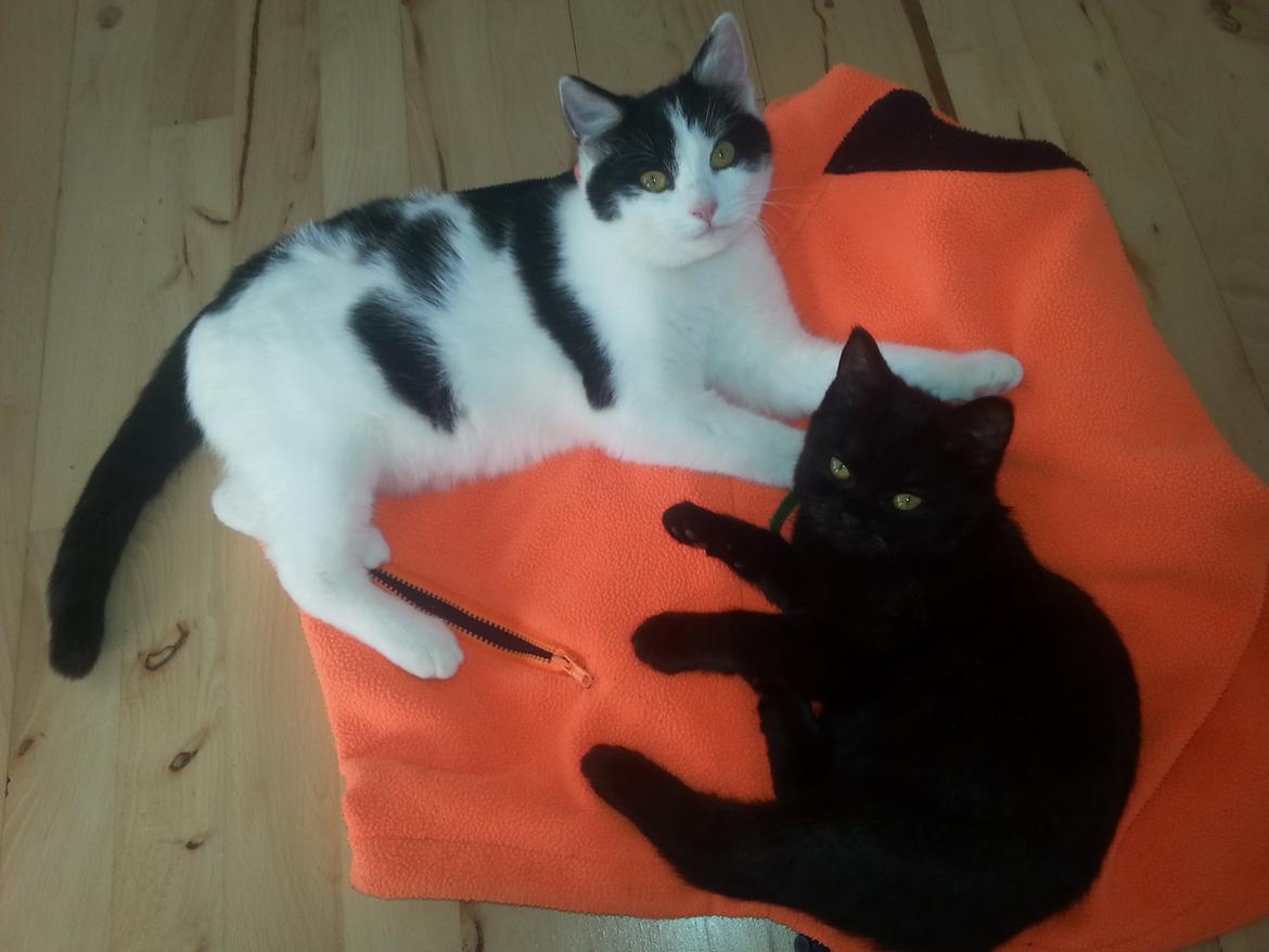 Huskat MY - bliver bare hygge med min stald jakke  nov 2014 billede 13