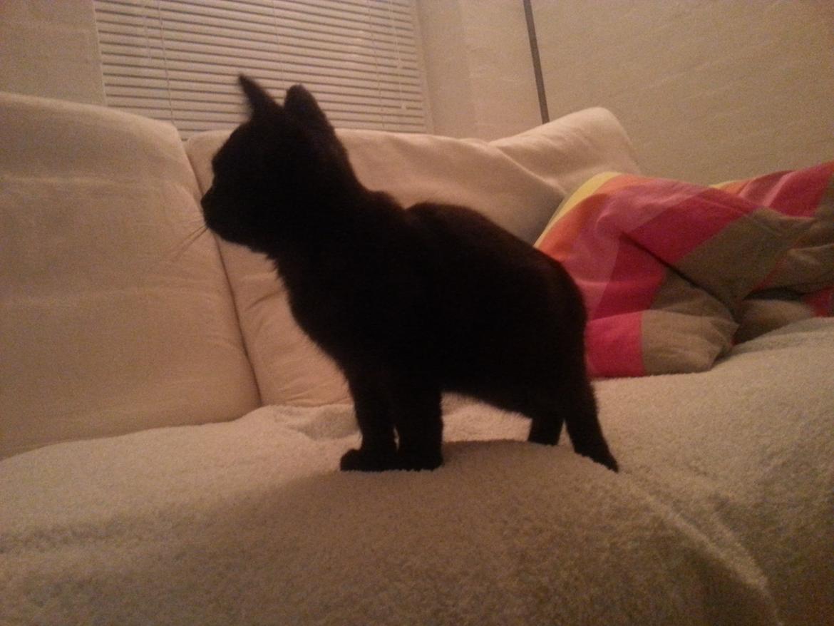 Huskat MY - 30 obt 2014    lige hent ham hjem billede 14