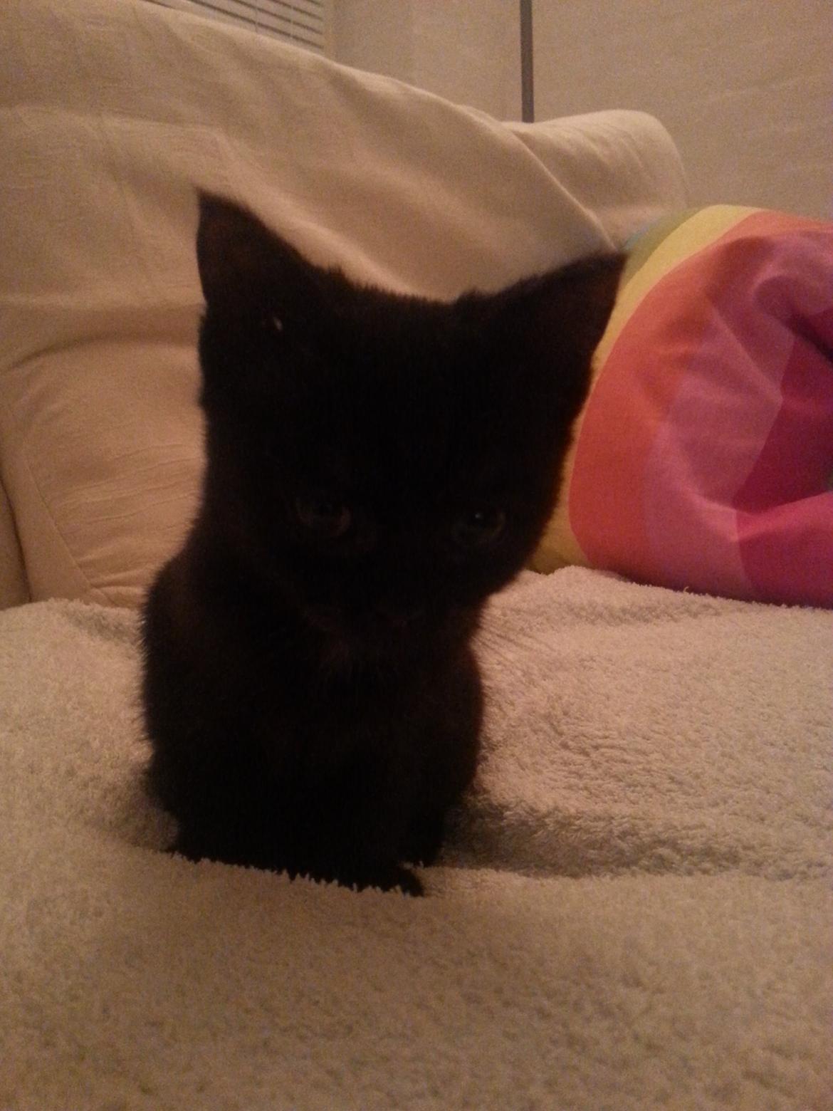 Huskat MY - 30 obt 2014    lige hent ham hjem billede 15