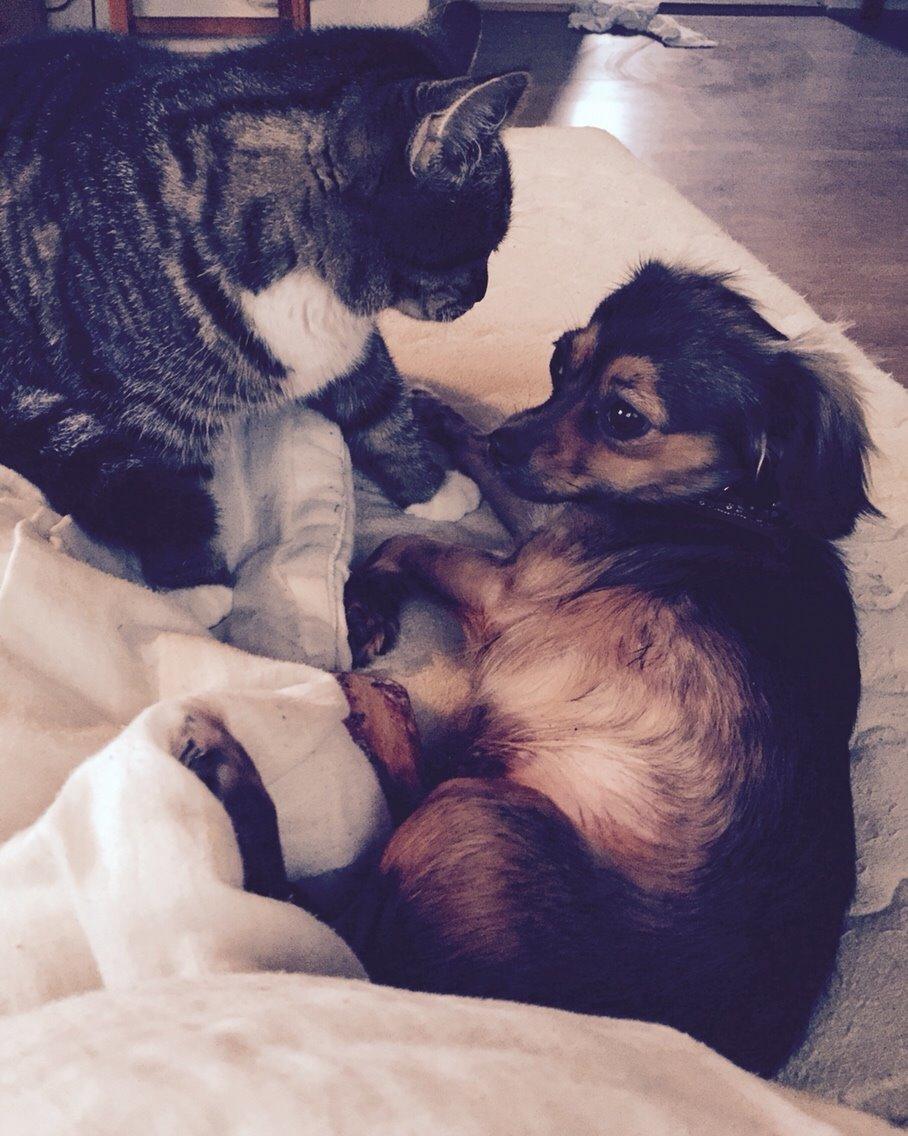 Huskat Tonser billede 33