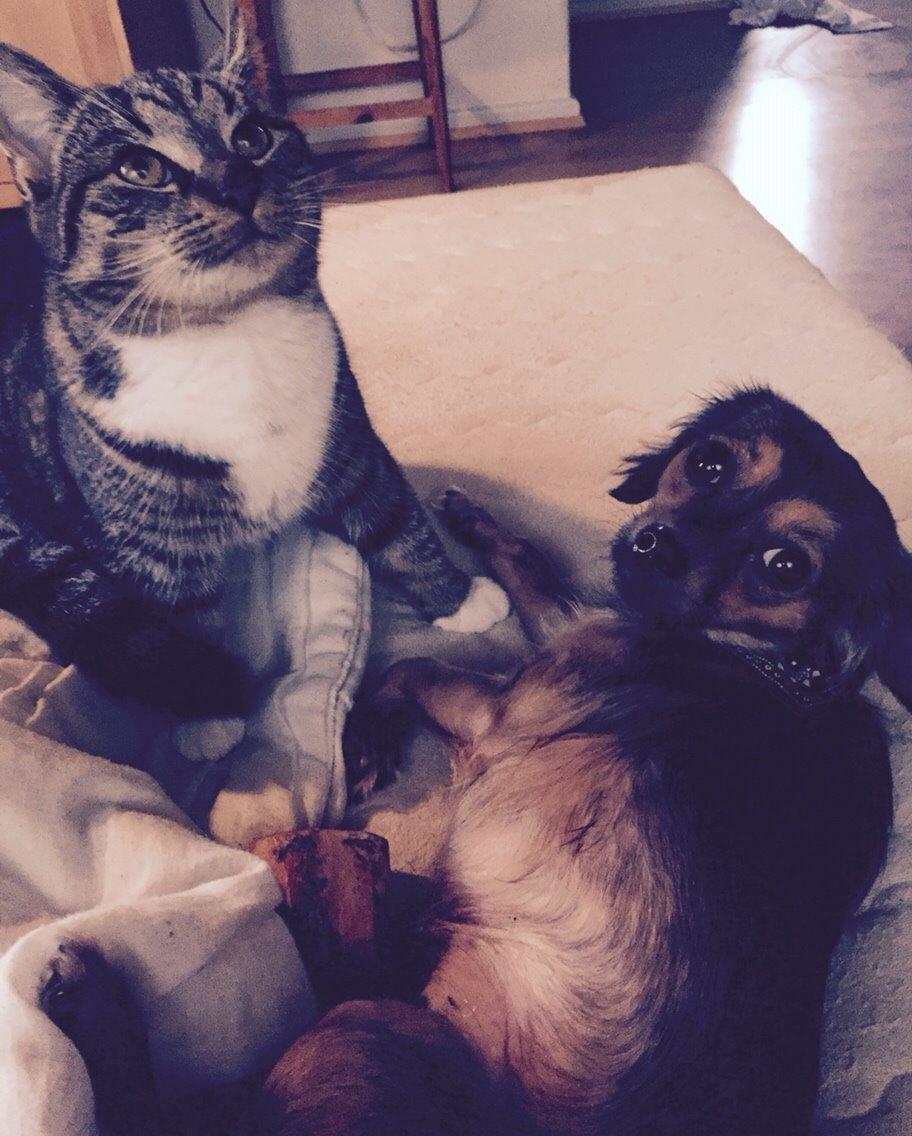 Huskat Tonser billede 34