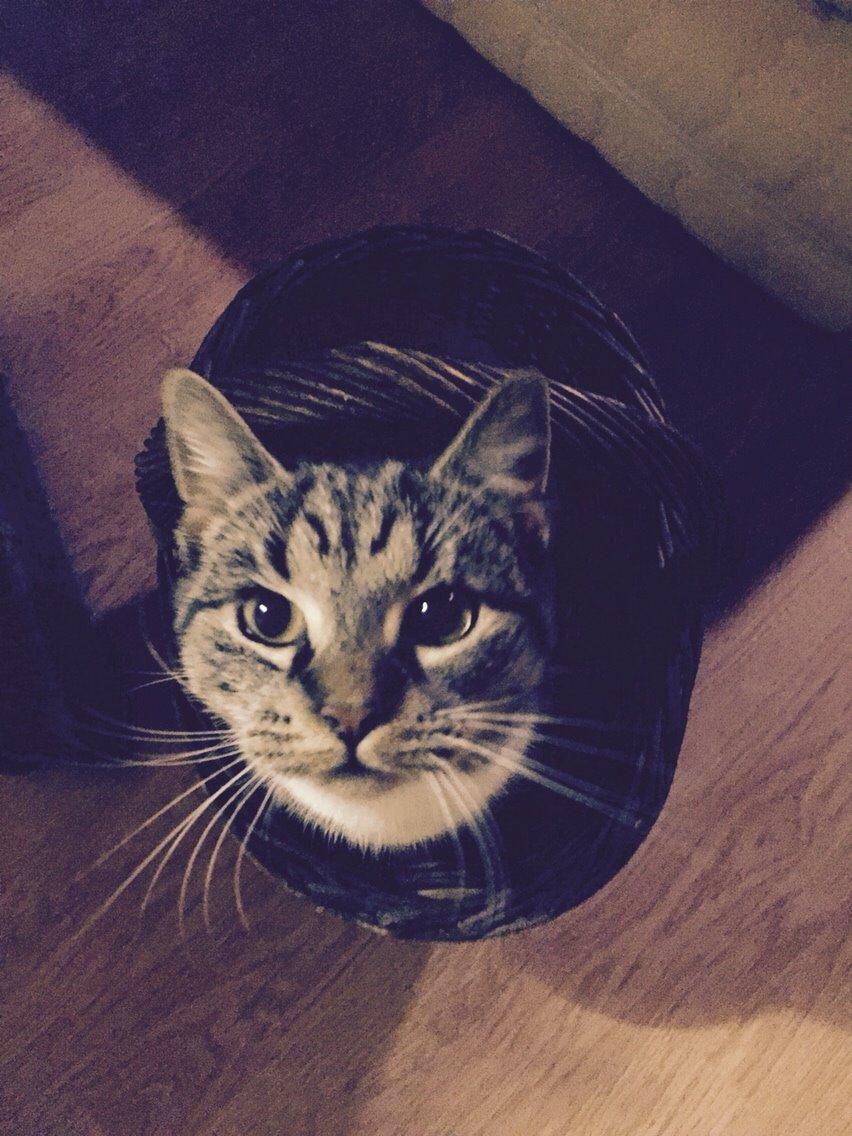 Huskat Tonser billede 32