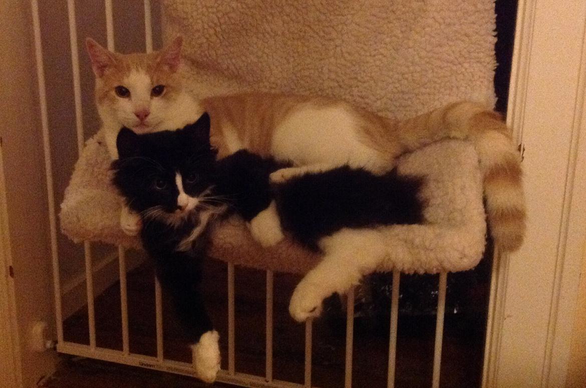 Blanding af racer Benjamin billede 14