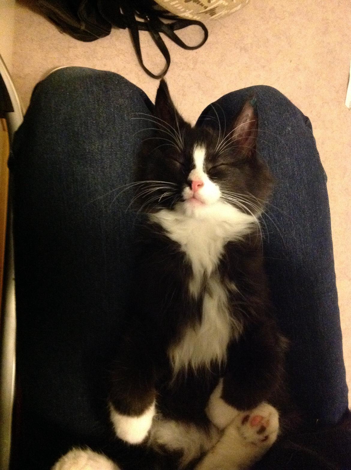 Blanding af racer Benjamin billede 15