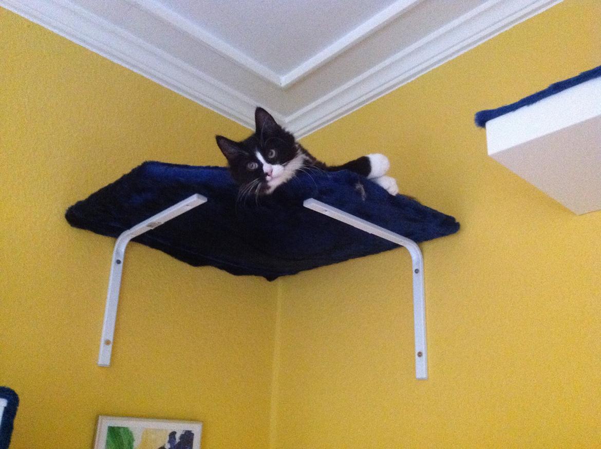 Blanding af racer Benjamin billede 16