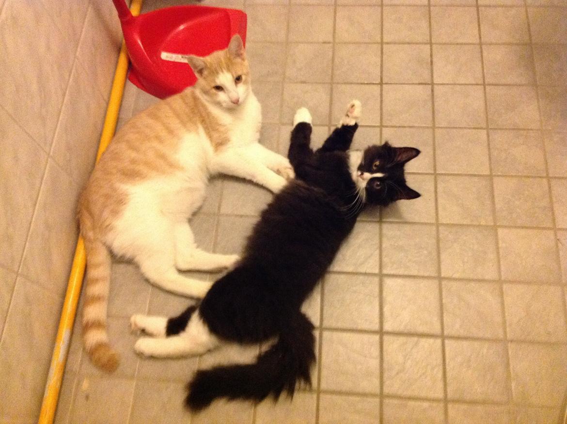 Blanding af racer Benjamin billede 17