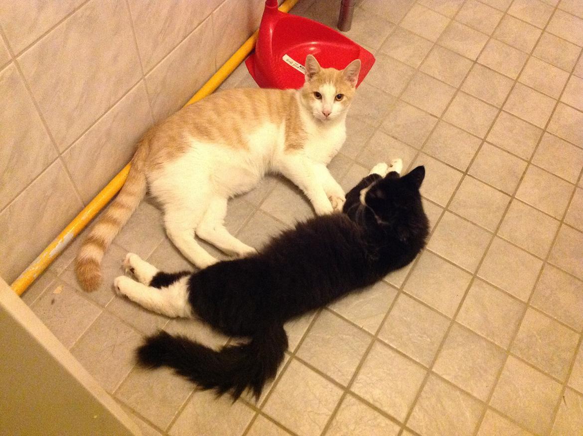 Huskat Simba billede 20