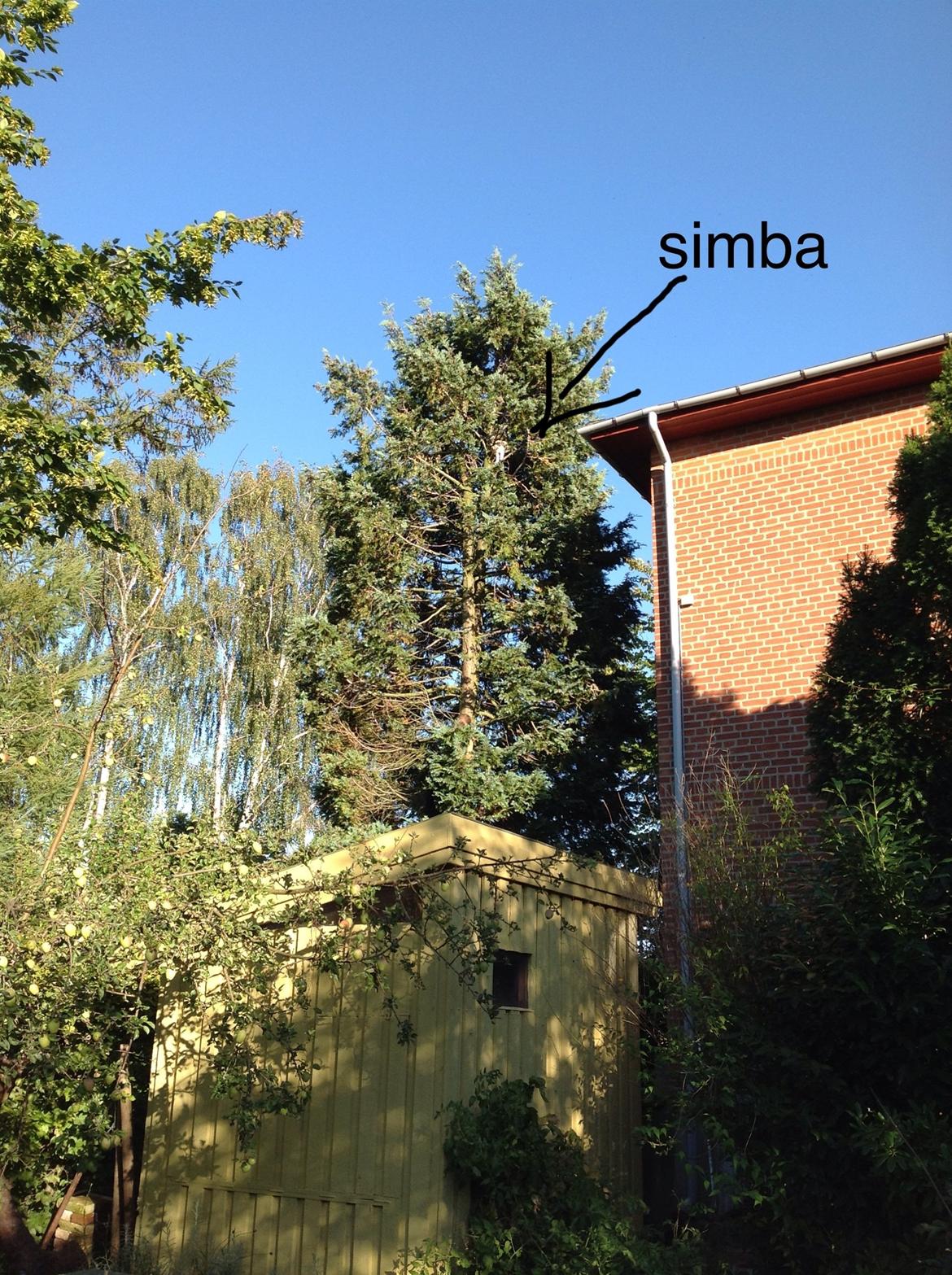 Huskat Simba billede 21