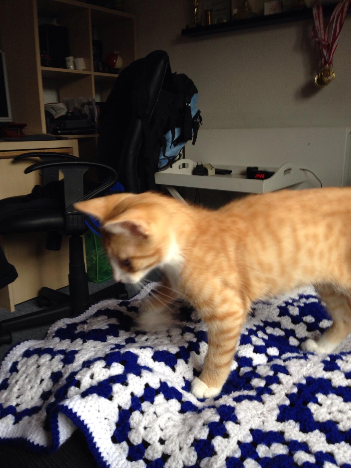 Huskat Balou billede 1