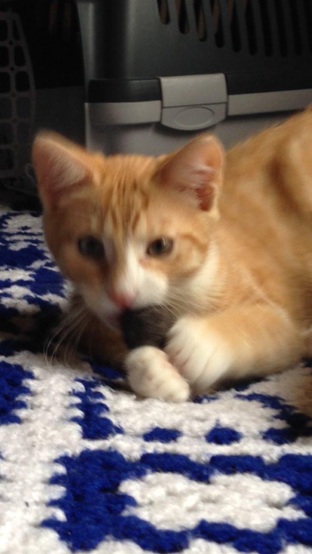 Huskat Balou billede 2