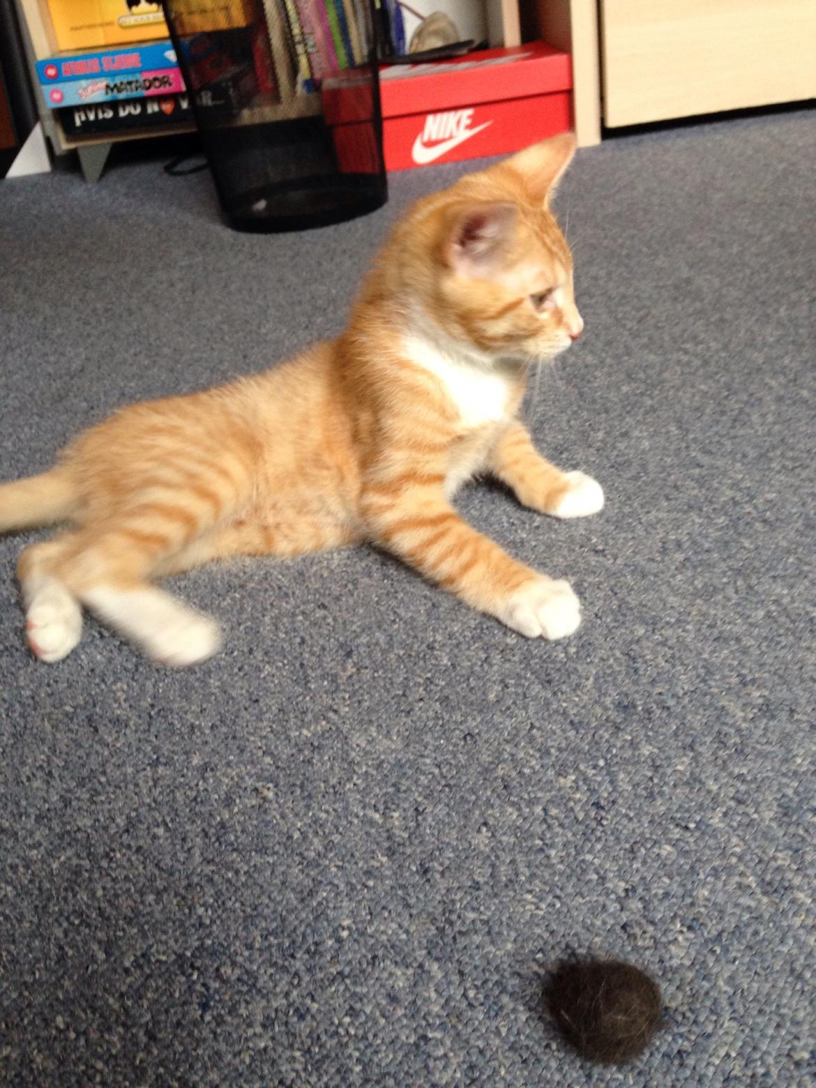 Huskat Balou billede 4